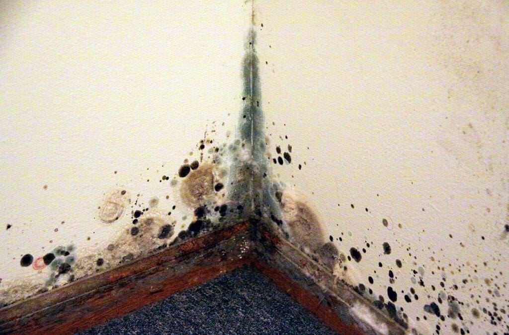 signs of mold in the home