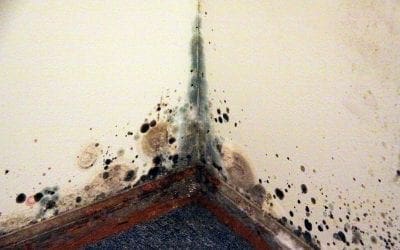 How to Spot Signs of Mold in the Home