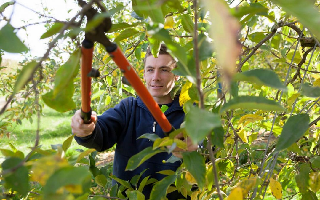 4 Tips for Tree Care and Maintenance at Home