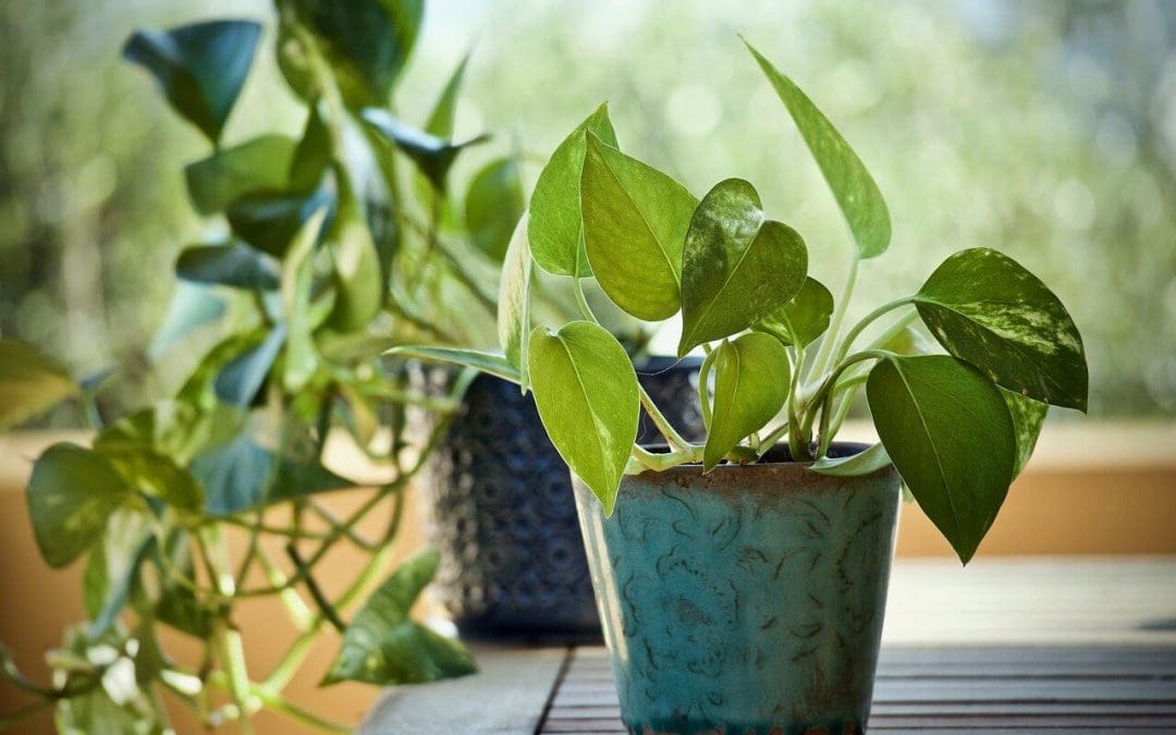 Improve Indoor Air Quality