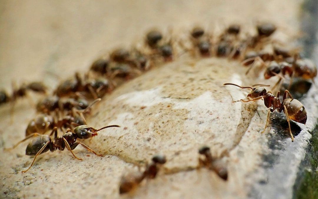 6 Tips to Help You Prevent Pests in Your Home